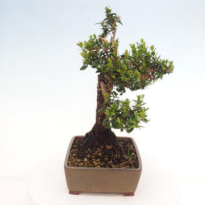 Izbová bonsai - Myrtus communis - Myrta obyčajná - 3