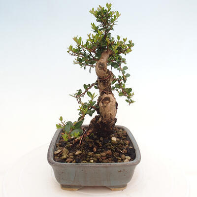 Izbová bonsai - Myrtus communis - Myrta obyčajná - 3