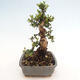 Izbová bonsai - Myrtus communis - Myrta obyčajná - 2/5