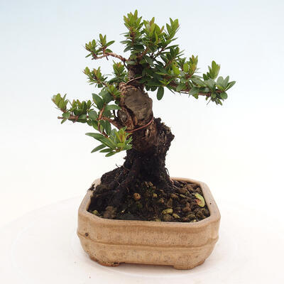 Izbová bonsai - Myrtus communis - Myrta obyčajná - 3