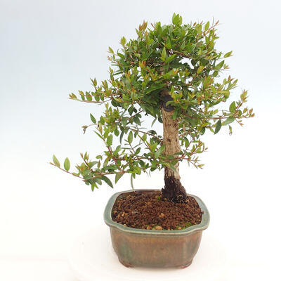 Izbová bonsai - Myrtus communis - Myrta obyčajná - 3