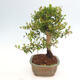 Izbová bonsai - Myrtus communis - Myrta obyčajná - 3/5