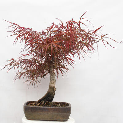 Vonkajší bonsai - Javor dlanitolistý - Acer palmatum RED PYGMY - 3