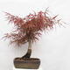 Vonkajší bonsai - Javor dlanitolistý - Acer palmatum RED PYGMY - 3/6