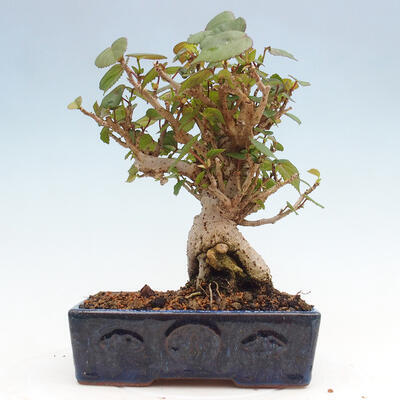 Izbová bonsai - Hibiscus tiliaceus - Ibištek lipovitý, morský - 3