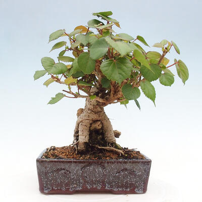 Izbová bonsai - Hibiscus tiliaceus - Ibištek lipovitý, morský - 3