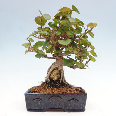 Izbová bonsai - Hibiscus tiliaceus - Ibištek lipovitý, morský - 3