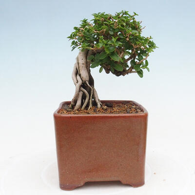 Izbová bonsai - Premna serratifolia - Kozlovoň malolistá - 3