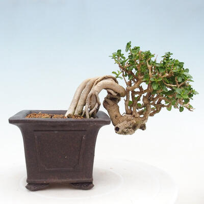 Izbová bonsai - Premna serratifolia - Kozlovoň malolistá - 3