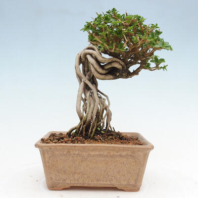 Izbová bonsai - Premna serratifolia - Kozlovoň malolistá - 3