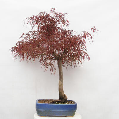 Vonkajší bonsai - Javor dlanitolistý - Acer palmatum RED PYGMY - 3