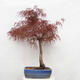 Vonkajší bonsai - Javor dlanitolistý - Acer palmatum RED PYGMY - 3/6