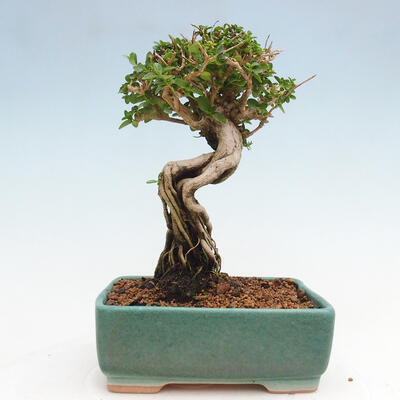 Izbová bonsai - Premna serratifolia - Kozlovoň malolistá - 3