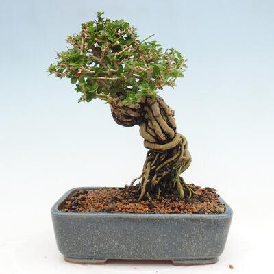 Izbová bonsai - Premna serratifolia - Kozlovoň malolistá - 3