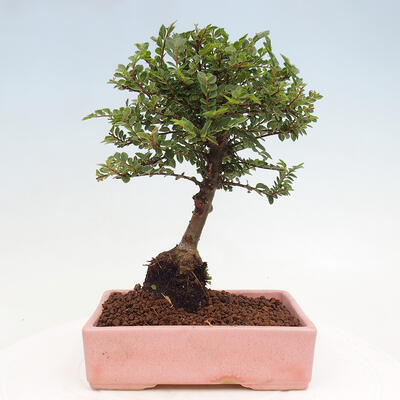 Vonkajší bonsai - Ulmus parvifolia Sagei - Malolistý brest - 3