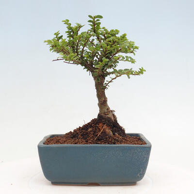 Vonkajší bonsai - Ulmus parvifolia Sagei - Malolistý brest - 3