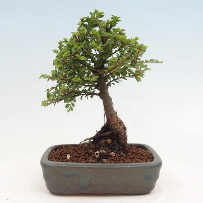 Vonkajší bonsai - Ulmus parvifolia Sagei - Malolistý brest - 3