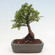 Vonkajší bonsai - Ulmus parvifolia Sagei - Malolistý brest - 3/6