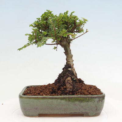 Vonkajší bonsai - Ulmus parvifolia Sagei - Malolistý brest - 3