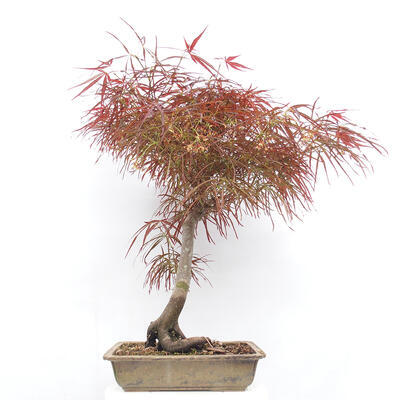 Vonkajší bonsai - Javor dlanitolistý - Acer palmatum RED PYGMY - 3