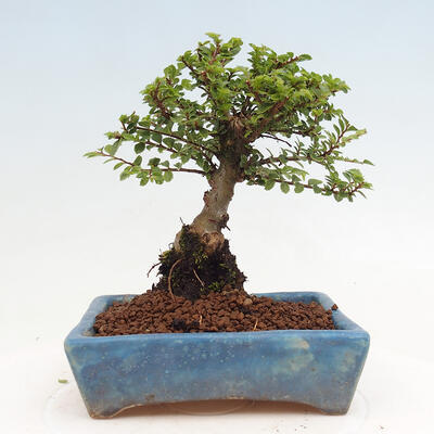 Vonkajší bonsai - Ulmus parvifolia Sagei - Malolistý brest - 3