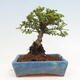 Vonkajší bonsai - Ulmus parvifolia Sagei - Malolistý brest - 3/6