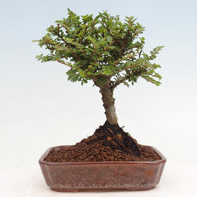 Vonkajší bonsai - Ulmus parvifolia Sagei - Malolistý brest - 3