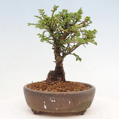 Vonkajší bonsai - Ulmus parvifolia Sagei - Malolistý brest - 3