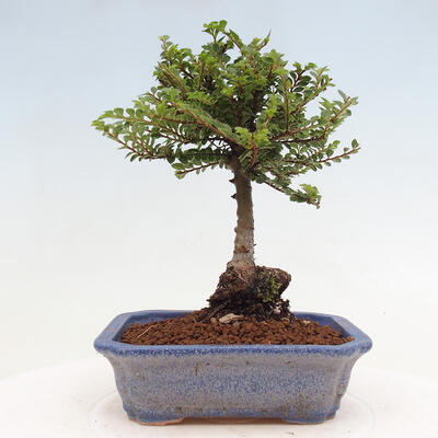 Vonkajší bonsai - Ulmus parvifolia Sagei - Malolistý brest - 3