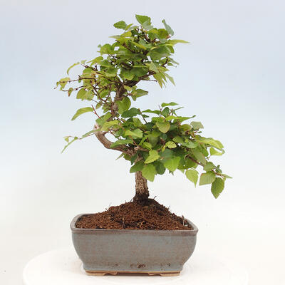 Vonkajší bonsai -Carpinus CARPINOIDES - Hrab kórejský - 3