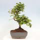 Vonkajší bonsai -Carpinus CARPINOIDES - Hrab kórejský - 3/4