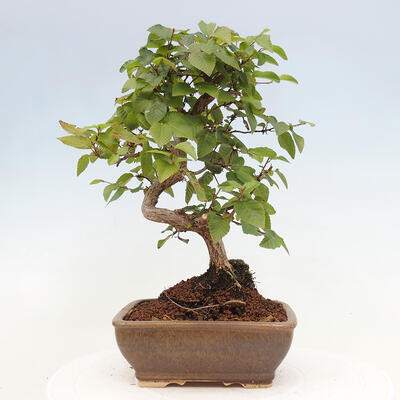 Vonkajší bonsai -Carpinus CARPINOIDES - Hrab kórejský - 3