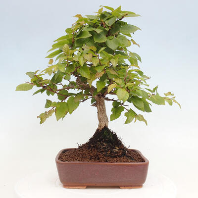 Vonkajší bonsai -Carpinus CARPINOIDES - Hrab kórejský - 3