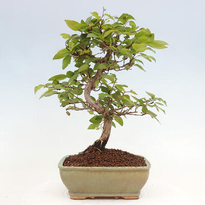 Vonkajší bonsai -Carpinus CARPINOIDES - Hrab kórejský - 3