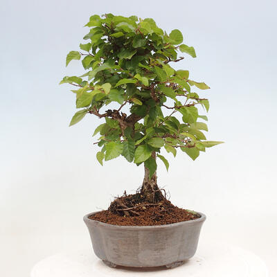 Vonkajší bonsai -Carpinus CARPINOIDES - Hrab kórejský - 3