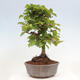 Vonkajší bonsai -Carpinus CARPINOIDES - Hrab kórejský - 3/4