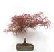 Vonkajší bonsai - Javor dlanitolistý - Acer palmatum RED PYGMY - 3/6