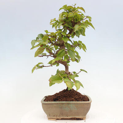 Vonkajší bonsai -Carpinus CARPINOIDES - Hrab kórejský - 3