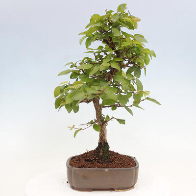 Vonkajší bonsai -Carpinus CARPINOIDES - Hrab kórejský - 3