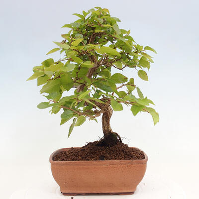 Vonkajší bonsai -Carpinus CARPINOIDES - Hrab kórejský - 3