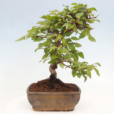 Vonkajší bonsai -Carpinus CARPINOIDES - Hrab kórejský - 3