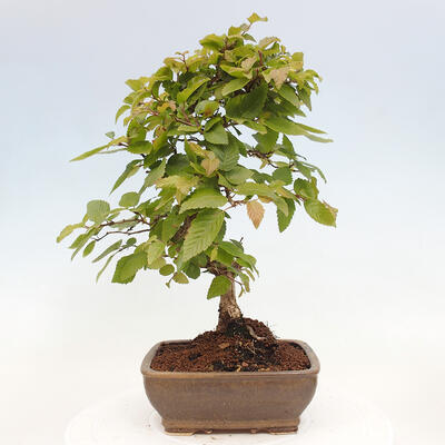 Vonkajší bonsai -Carpinus CARPINOIDES - Hrab kórejský - 3