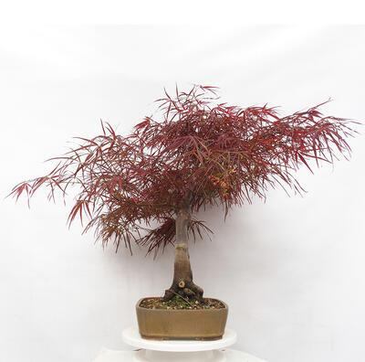 Vonkajší bonsai - Javor dlanitolistý - Acer palmatum RED PYGMY - 3