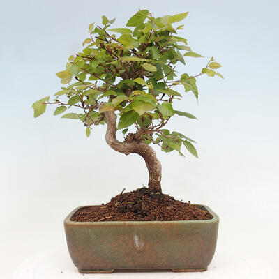 Vonkajší bonsai -Carpinus CARPINOIDES - Hrab kórejský - 3