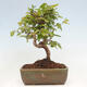 Vonkajší bonsai -Carpinus CARPINOIDES - Hrab kórejský - 3/4