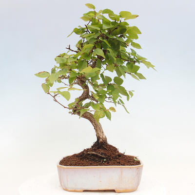 Vonkajší bonsai -Carpinus CARPINOIDES - Hrab kórejský - 3