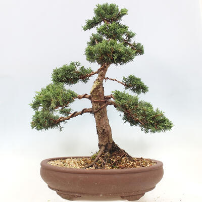 Vonkajší bonsai - Juniperus chinensis Kishu -Jalovec čínsky - 3