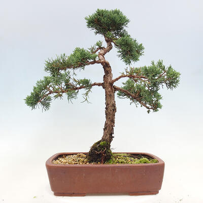 Vonkajší bonsai - Juniperus chinensis Kishu -Jalovec čínsky - 3