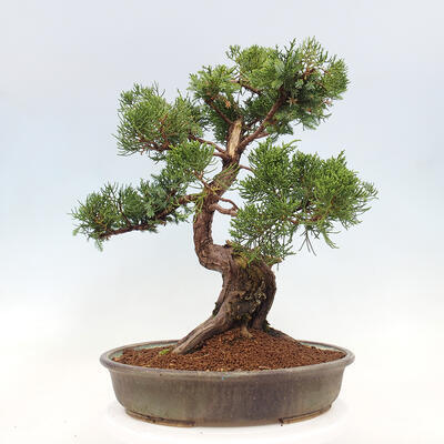 Vonkajší bonsai - Juniperus chinensis Itoigawa-Jalovec čínsky - 3