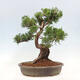 Vonkajší bonsai - Juniperus chinensis Itoigawa-Jalovec čínsky - 3/5